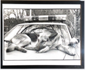 Dog on police car - Derek Berg