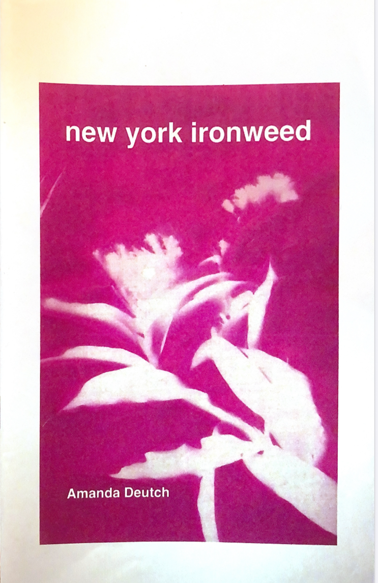 New York ironweed - Amanda Deutch