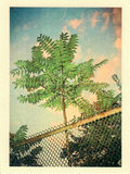 Heaven Tree Postcard