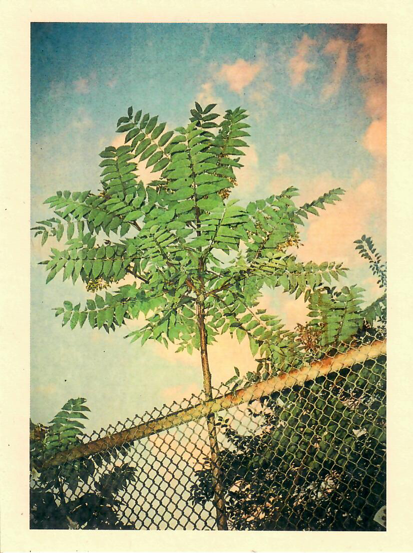 Heaven Tree Postcard