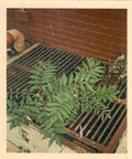 Weeds From the Grate Postcard