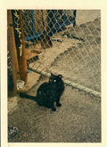 Stanley Postcard